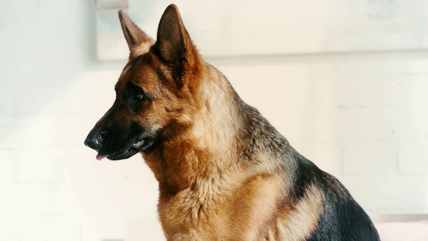slow-motion de cão pastor alemão bonito mostrando língua enquanto respira e lambe lábios
  - Filmagem, Vídeo