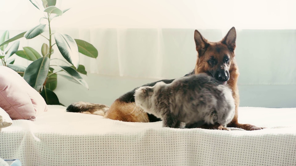 slow-motion of cute purebred dog and cat lying on bed, grey cat standing up, walking and jumping in bedroom  - Záběry, video