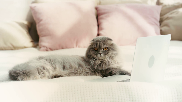 Zeitlupe der niedlichen Katze liegt auf dem Bett und wedelt mit dem Schwanz in der Nähe des Laptops im Schlafzimmer  - Filmmaterial, Video