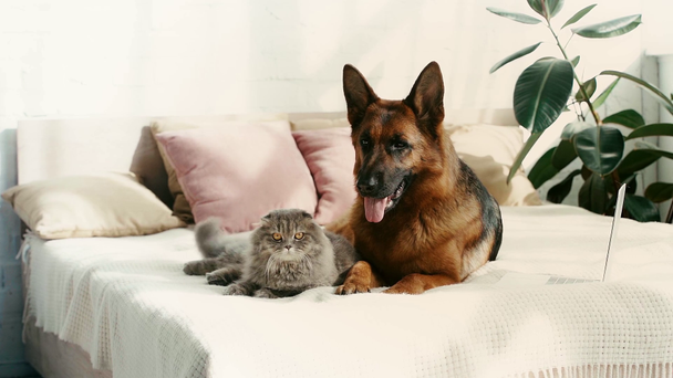 かわいい純粋なドイツの羊飼いの犬と灰色の猫のスローモーションは、ラップトップの近くのベッドに横たわって - 映像、動画