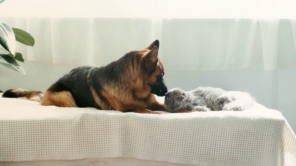 slow-motion di carino cane pastore tedesco di razza leccare e odore di gatto grigio sdraiato sul letto
  - Filmati, video