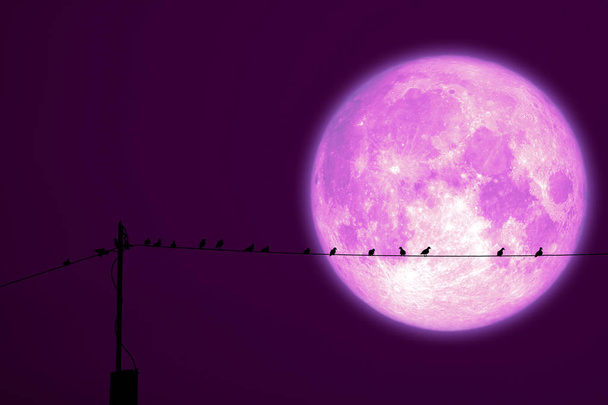 super milk moon back on silhouette bird on electric pole night s - Photo, Image