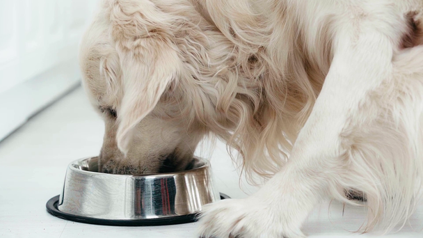 powolny ruch cute czystorasowy pies chodzenie, stojący w pobliżu miski i jedzenia karmy dla zwierząt domowych  - Materiał filmowy, wideo