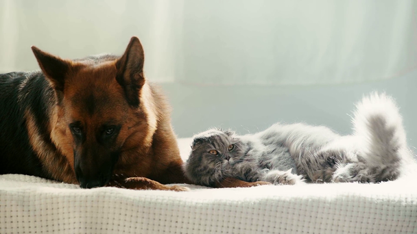 pomalý pohyb roztomilých čistokrevných pasteveckých psů olízala šedou kočku, zatímco ležela na posteli  - Záběry, video