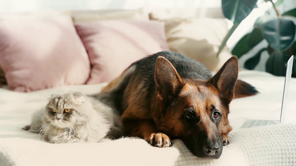 rallentatore di carino cane pastore tedesco di razza e gatto grigio sdraiato sul letto e ondulante code vicino al computer portatile
 - Filmati, video