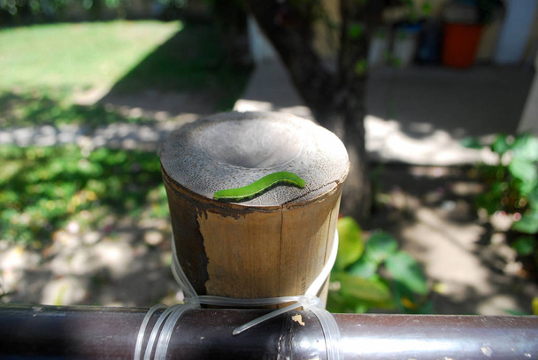 Oříznutý pohled na zelený housenku na dřevěné plotě - Fotografie, Obrázek