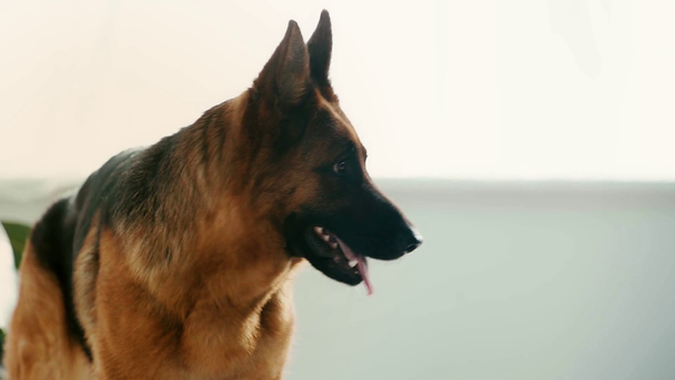 slow-motion of adorable german shepherd dog showing tongue while breathing at home  - Footage, Video