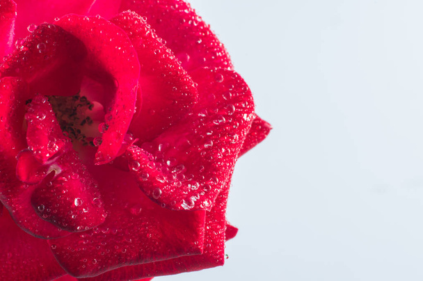 Macro of isolated red rose - Фото, зображення