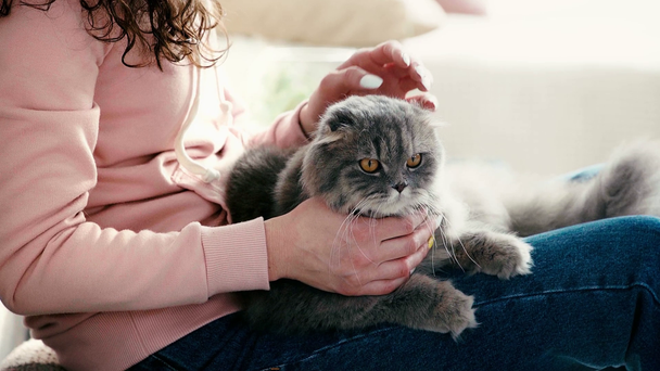 自宅で座ってかわいいふわふわ猫をなでる若い女性のスローモーション  - 映像、動画