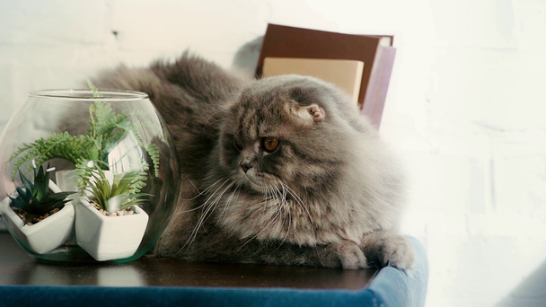 lassú mozgás aranyos szürke macska feküdt éjjeliszekrényen közelében könyvek és akvárium zöld növények  - Felvétel, videó