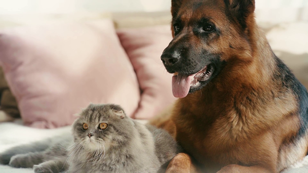 Zeitlupe einer niedlichen grauen Katze, die mit dem Schwanz wedelt, während sie mit reinrassigem Hund auf dem Bett liegt  - Filmmaterial, Video