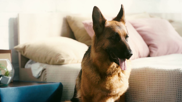slow-motion of cute purebred german shepherd dog breathing and showing tongue in bedroom  - Záběry, video