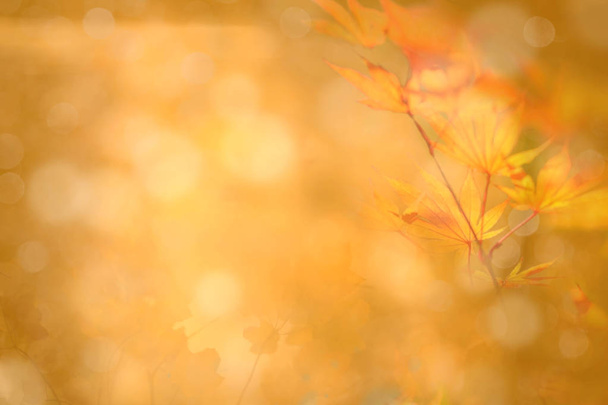 autumn abstruct background, bokeh effect, blur - Foto, Imagen