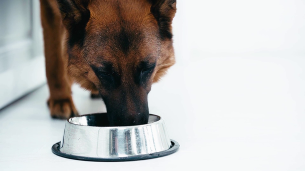 Zeitlupe eines niedlichen reinrassigen Hundes, der Wasser trinkt, während er in der Nähe einer Schüssel steht  - Filmmaterial, Video