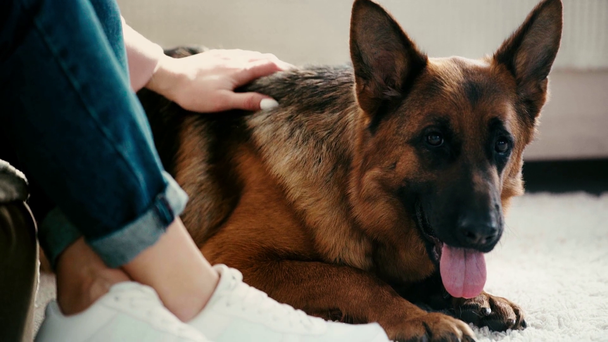 slow-motion of young woman stroking cute purebred german shepherd dog at home  - Footage, Video