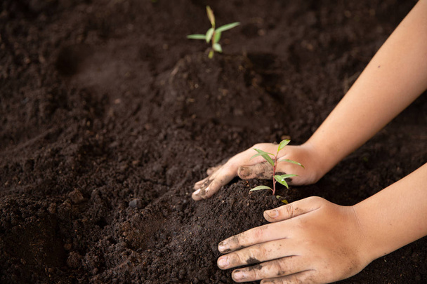 Child hands holding and caring a young green plant. - Photo, Image