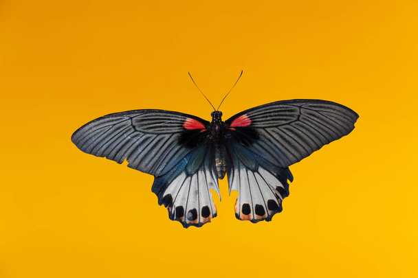 Sarı üzerinde eski Papilio Machaon kelebek veya Swallowtail Kelebek - Fotoğraf, Görsel