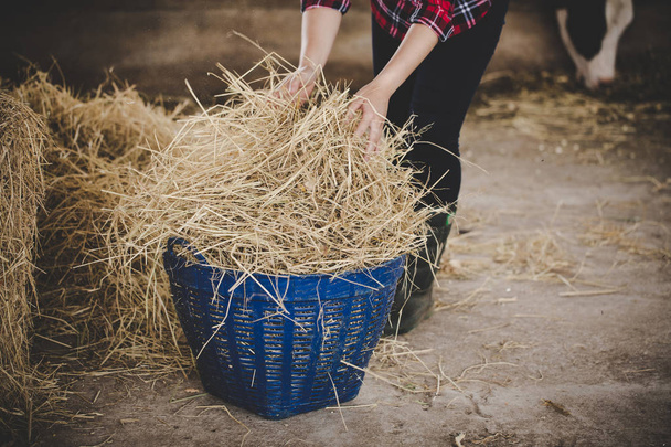 Young woman working with hay for cows on dairy farm  - Valokuva, kuva