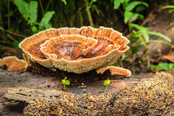 Wood fungi in a tropical forest - Photo, Image