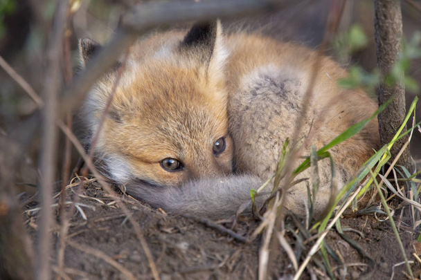 Trousses Fox près de Den
 - Photo, image