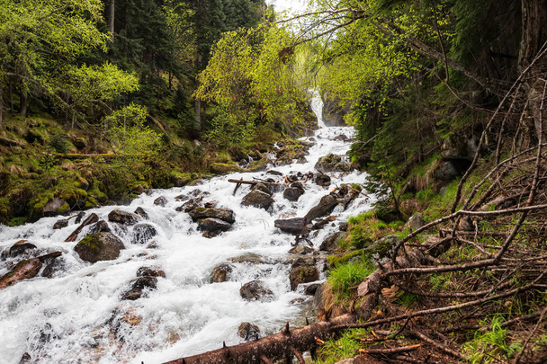 Rapid mountain stream in pine forest - Foto, Imagem