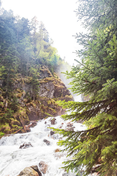 Rychlý horský potok v borovém lese - Fotografie, Obrázek