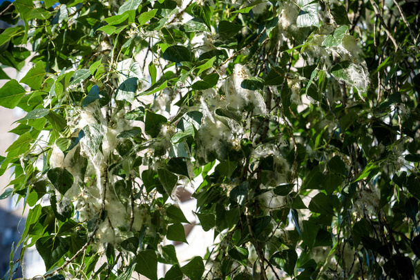 Pappelflaum auf dem Ast zwischen grünem Gras. weißer Flaum von Pappeln, Allergiesymptome - Foto, Bild