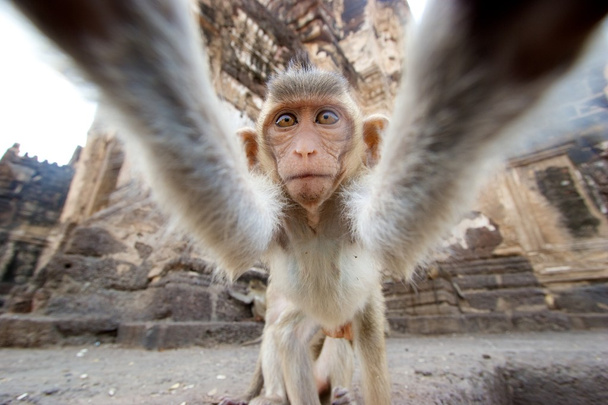 Mono mirando a la cámara
 - Foto, Imagen