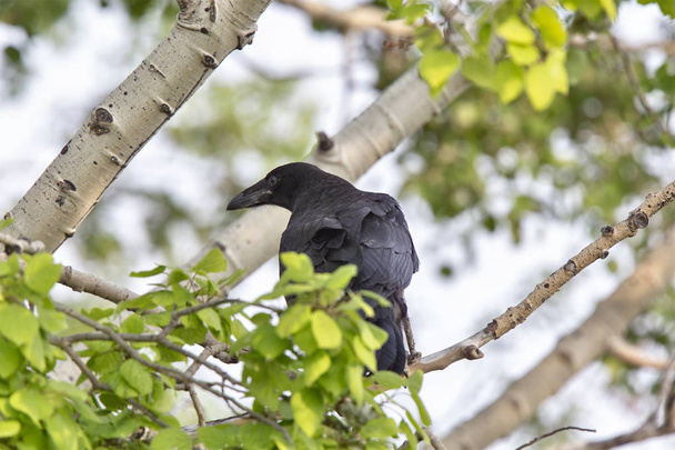 Raven in Tree - Фото, зображення