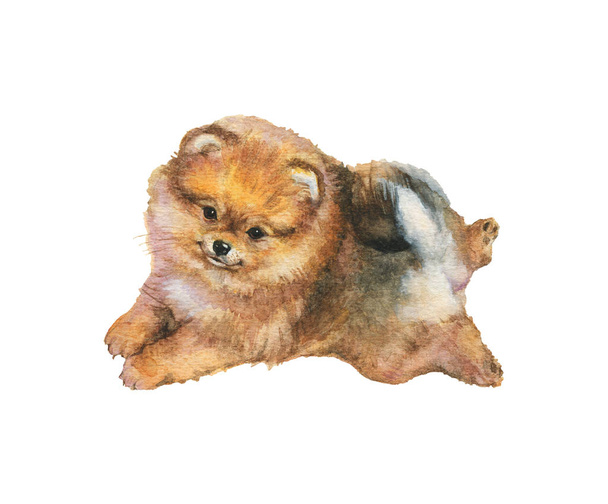 水彩画スピッツ子犬 - 写真・画像