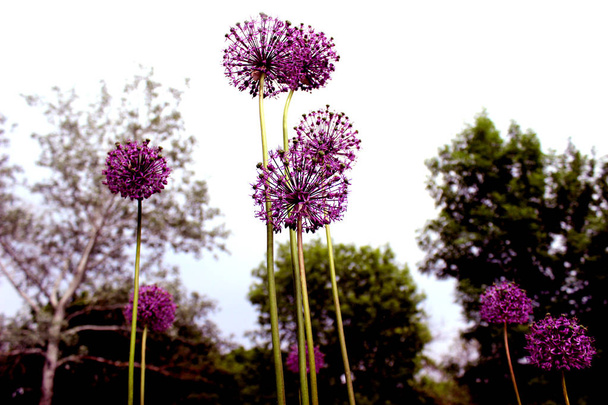 Allium purple flower close-up vergelijkbaar. Mooie lente en zomer natuur achtergrond - Foto, afbeelding