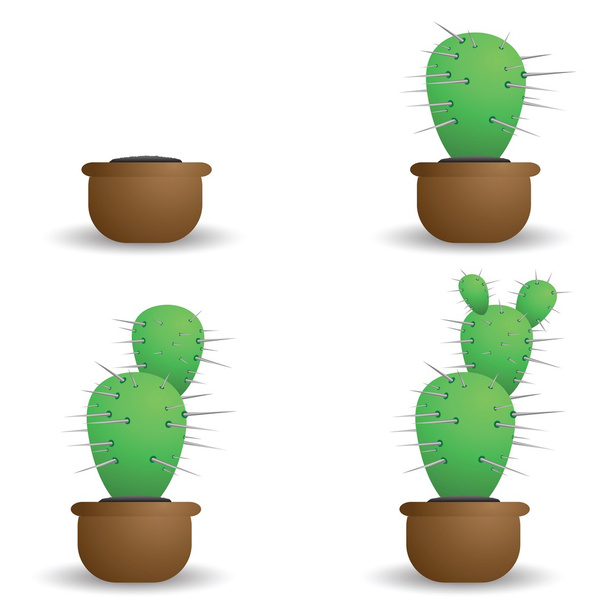 cactus verde - Vettoriali, immagini