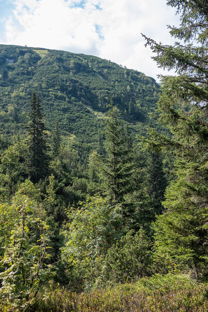 Waldstruktur mit Baumstammwand im grünen Sommer - Foto, Bild