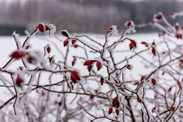 Winter trockene Vegetation Äste und Blätter frostig bedeckt wi - Foto, Bild