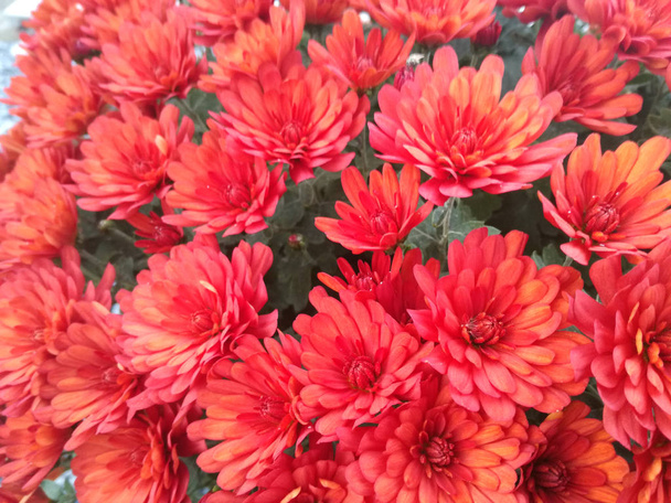 Sada červených květů. Přírodní červená, Burgundská barva. - Fotografie, Obrázek
