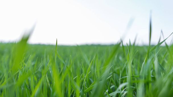 Primer plano de hierba verde gruesa fresca en un campo en el fondo de un cielo brillante en el día de primavera
. - Foto, Imagen