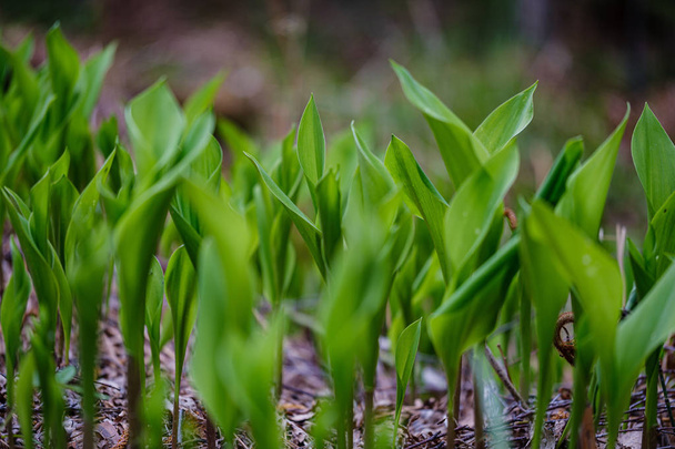 πρώτη άνοιξη πράσινα φύλλα του χόρτου ανθίζει από γυμνό άδειο γκρο - Φωτογραφία, εικόνα