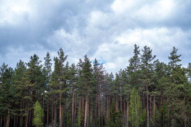 struktura lesa se zdí kmene stromů v zeleném létě - Fotografie, Obrázek