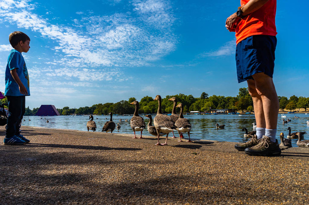 Jezioro Hyde Park, Londyn, Anglia - Zdjęcie, obraz