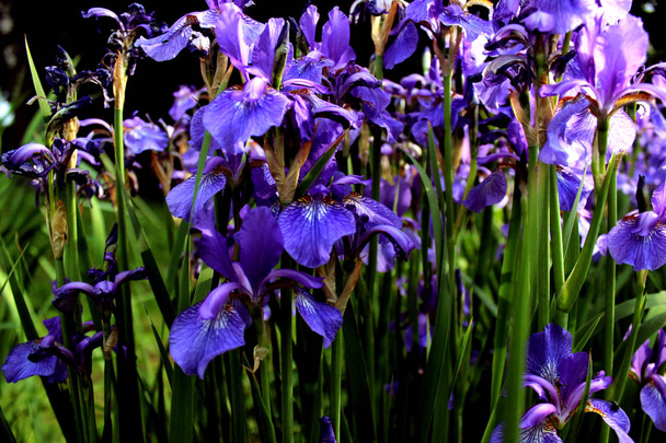 Les iris violets se rapprochent. Botanique de fleurs sur un fond d'herbe verte
 - Photo, image
