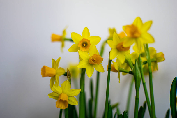 yellow daffodils on white blur background - 写真・画像