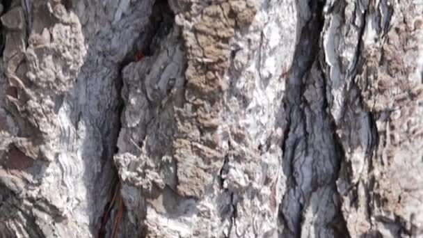 Bottom-up view of an evergreen tree - Felvétel, videó