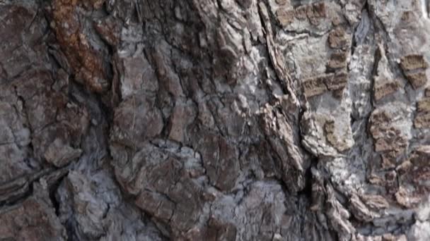 Bottom-up view of an evergreen tree - Felvétel, videó