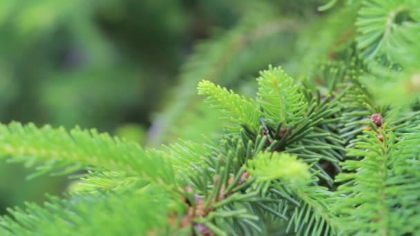 junge Zweige und Triebe von grünen Fichten im Park Nahaufnahme an einem sonnigen Tag - Filmmaterial, Video