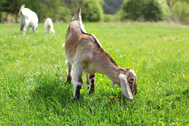 Small brown anglo nubian baby goat kid grazing on sun lit meadow - Photo, image