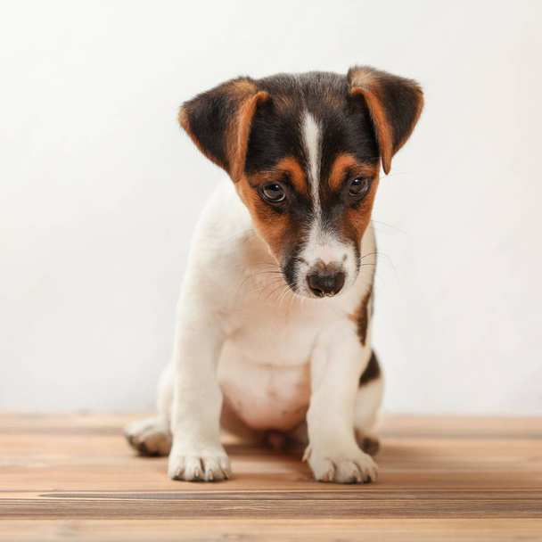 Due mesi Jack Russell terrier cucciolo, timido, guardando in basso, st
 - Foto, immagini