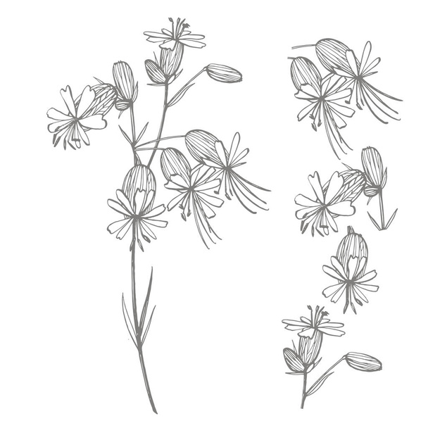 Bladder campion flowers. Set of drawing cornflowers, floral elements, hand drawn botanical illustration. Good for cosmetics, medicine, treating, aromatherapy, nursing, package design, field bouquet - Photo, Image