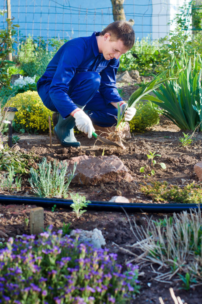 Farmer planting an iris  - Foto, imagen