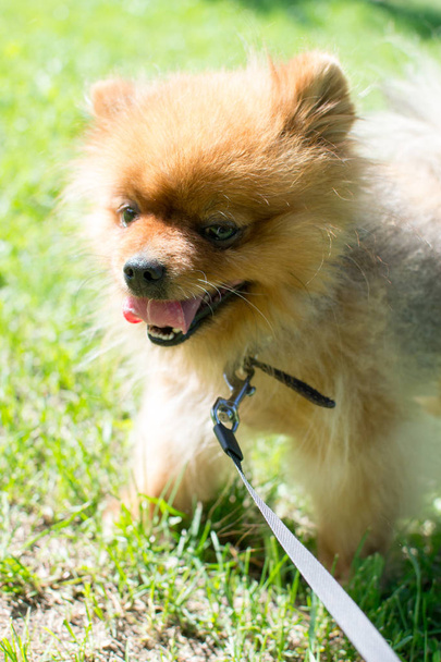 Dog of small fluffy breed on a grass - Fotografie, Obrázek