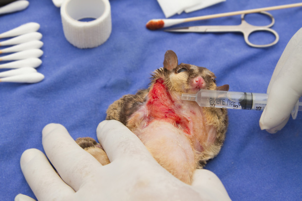 Állatorvosok által kezelt sebesült Sugarglider - Fotó, kép